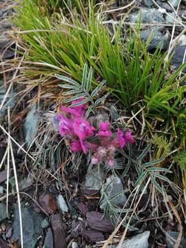 Plancia ëd Oxytropis stenophylla Bunge