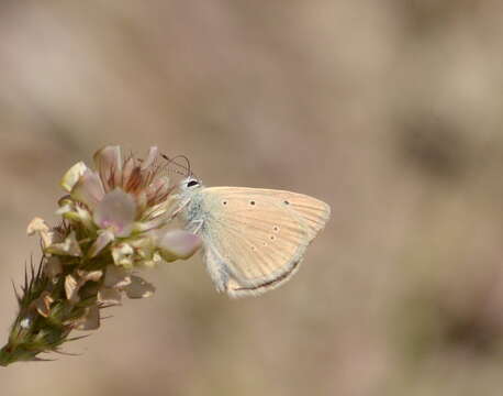 Imagem de <i>Polyommatus dolus</i>