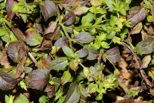 Mecardonia procumbens (Mill.) Small resmi