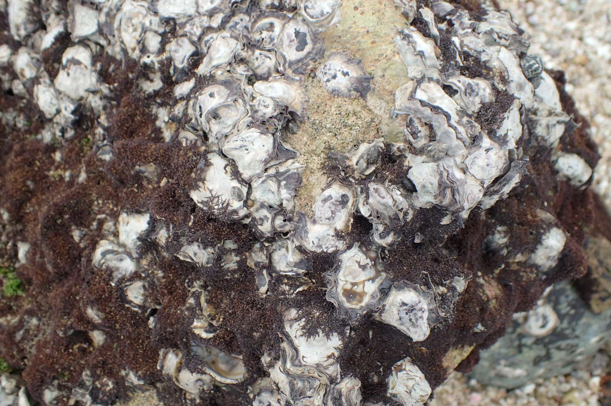 Image of Rock oyster