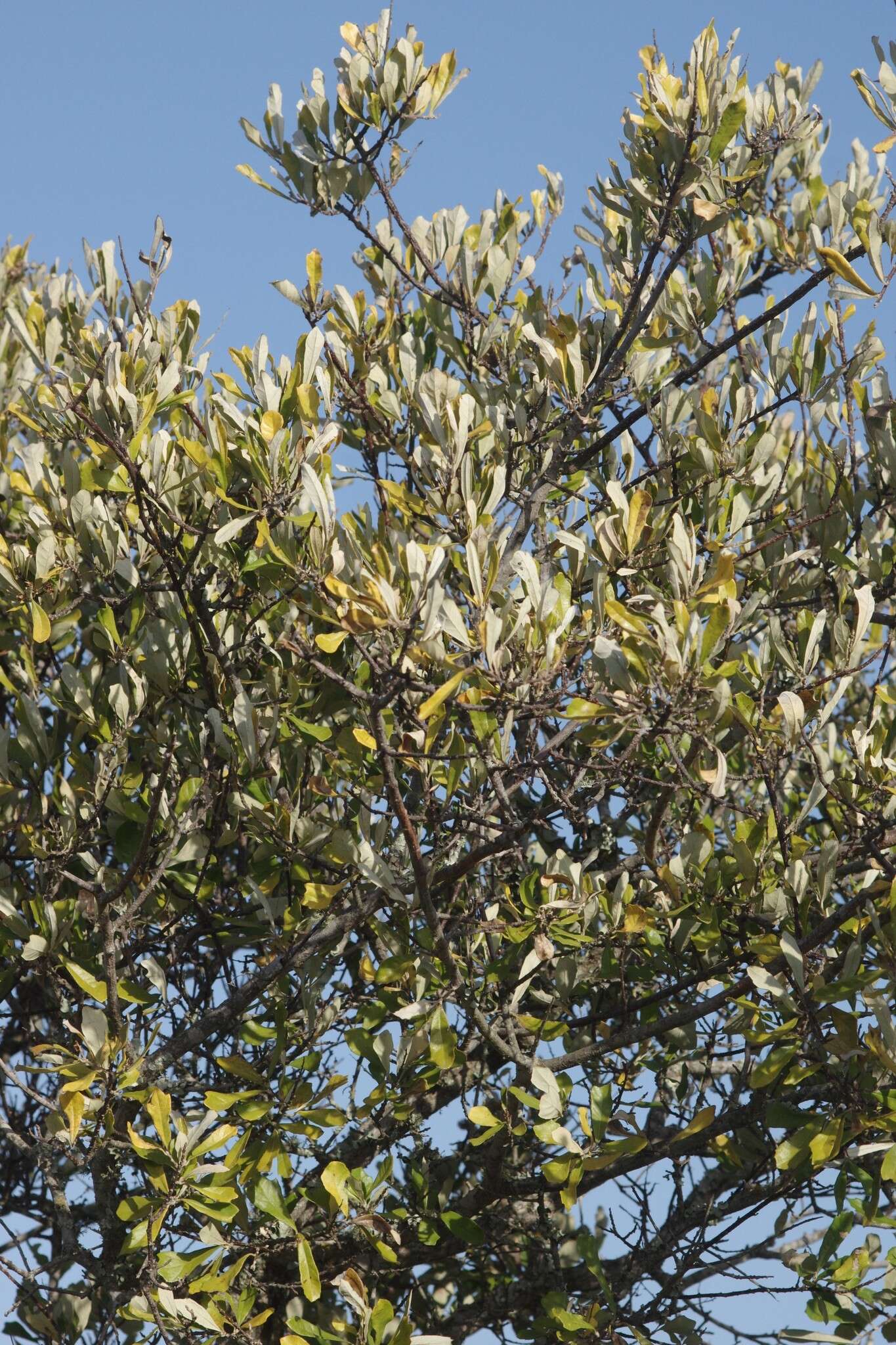 Image of Brachylaena elliptica (Thunb.) Less.