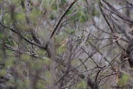 Image of Cinnamon-tailed Sparrow