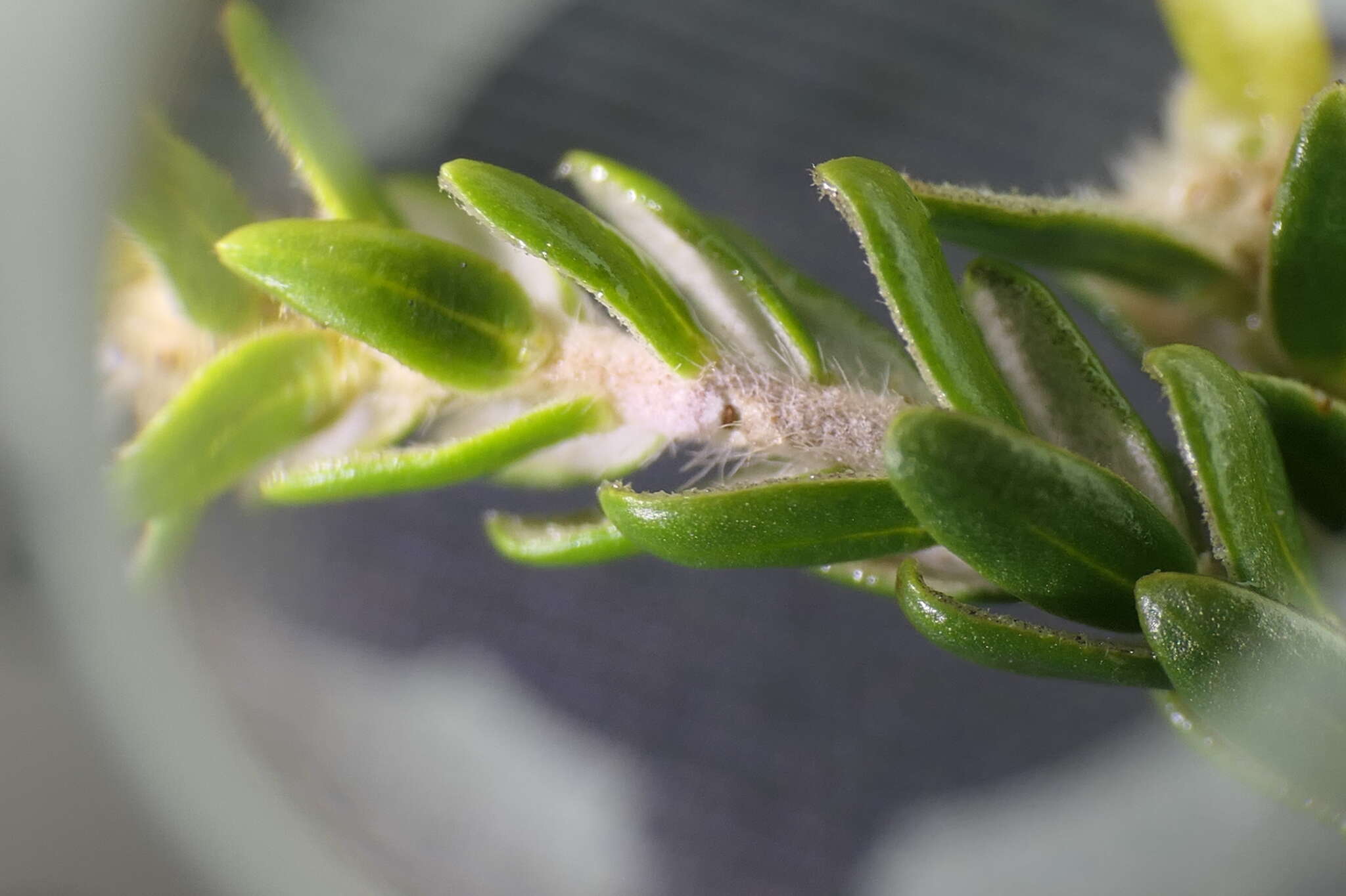 Image of Thymelaea lythroides Barratte & Murb.