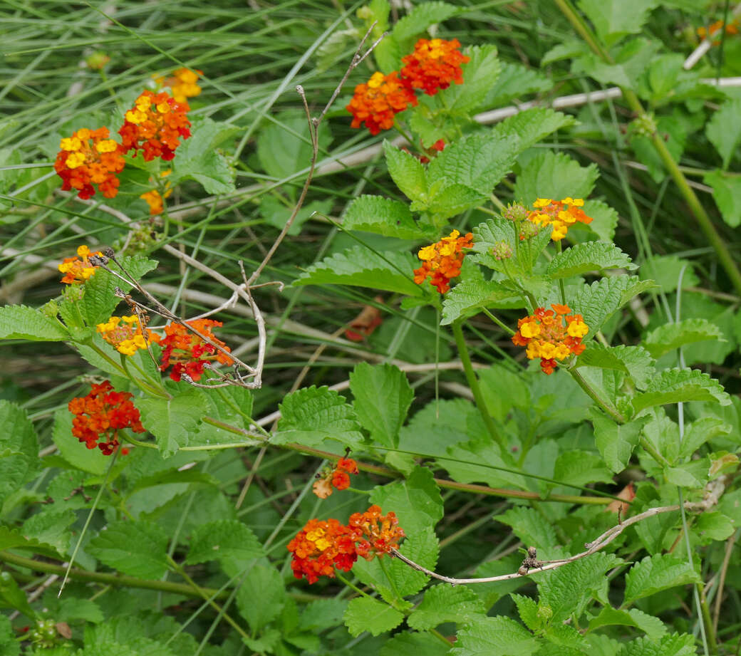 Image of West Indian Shrub-Verbena