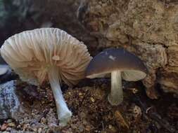 Image of Pluteus nanus (Pers.) P. Kumm. 1871