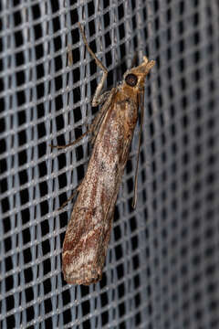 Ancylosis cinnamomella Duponchel 1836 resmi