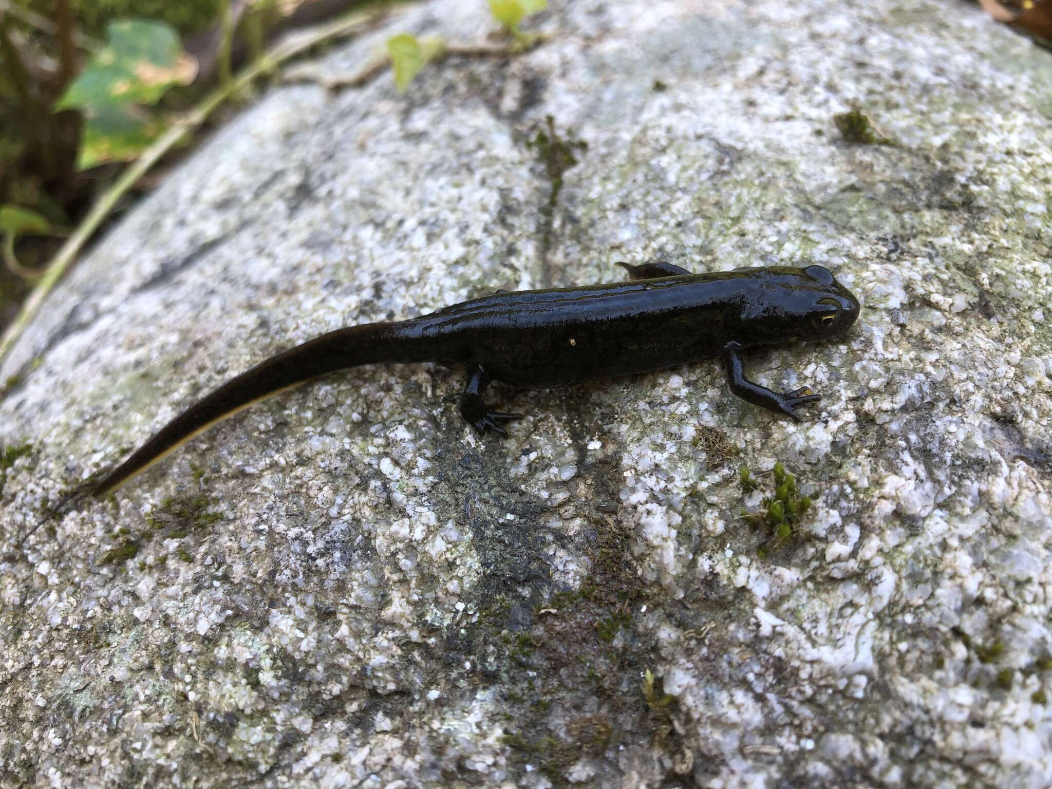 Image of Bosca's Newt