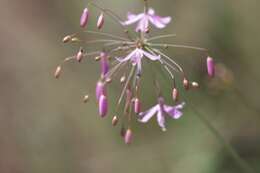 Image of Bessera tuitensis R. Delgad.