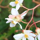 Image of Begonia plumieri Kunth ex A. DC.