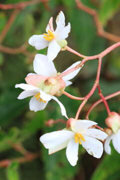 Image of Begonia plumieri Kunth ex A. DC.