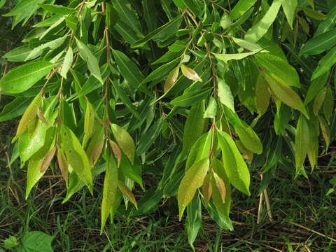 Image de Syzygium salicifolium (Wight) J. Grah.