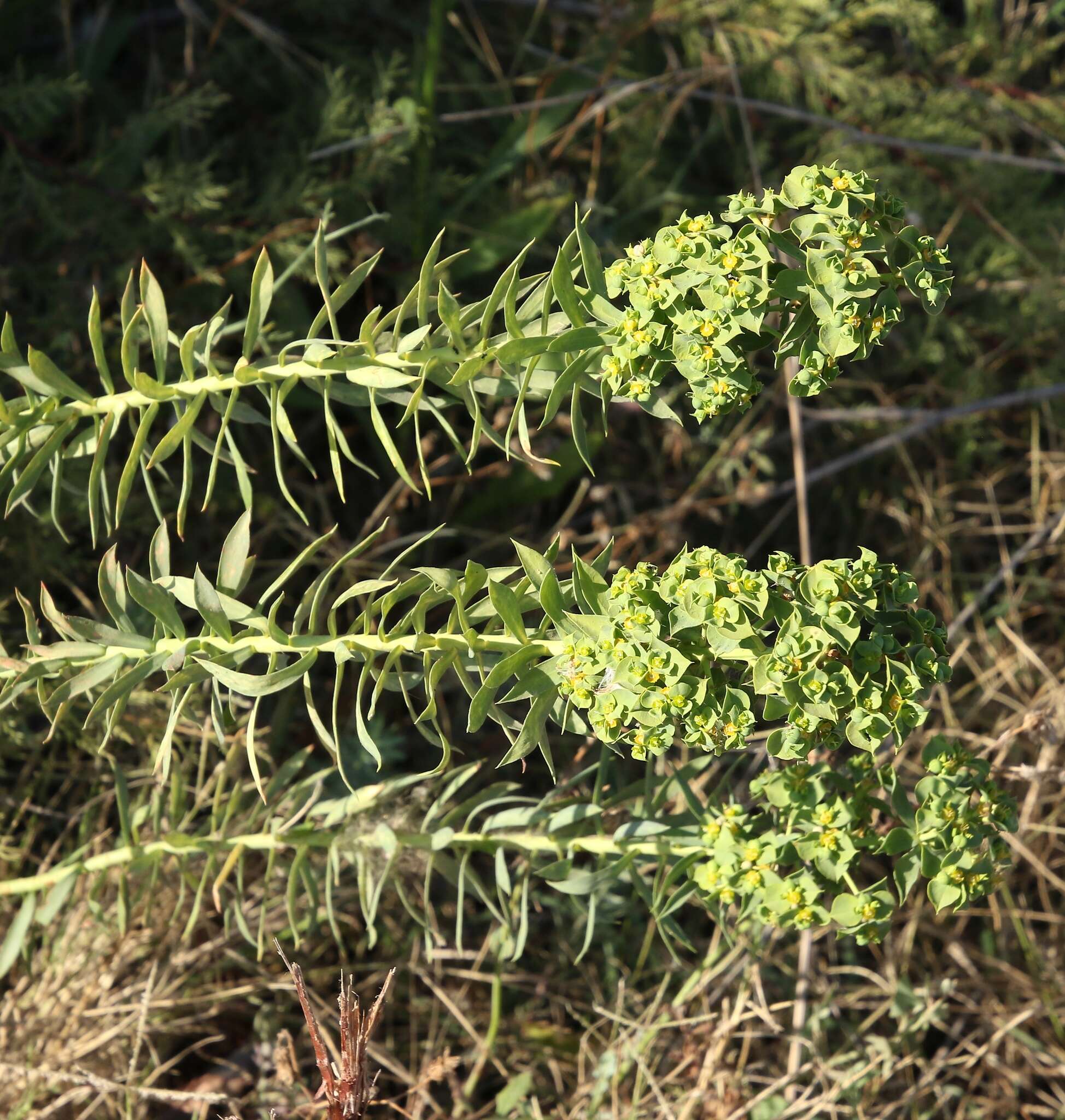 Euphorbia pithyusa subsp. cupanii (Guss. ex Bertol.) Radcl.-Sm. resmi