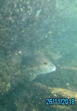 Image of Many-lined sweetlips