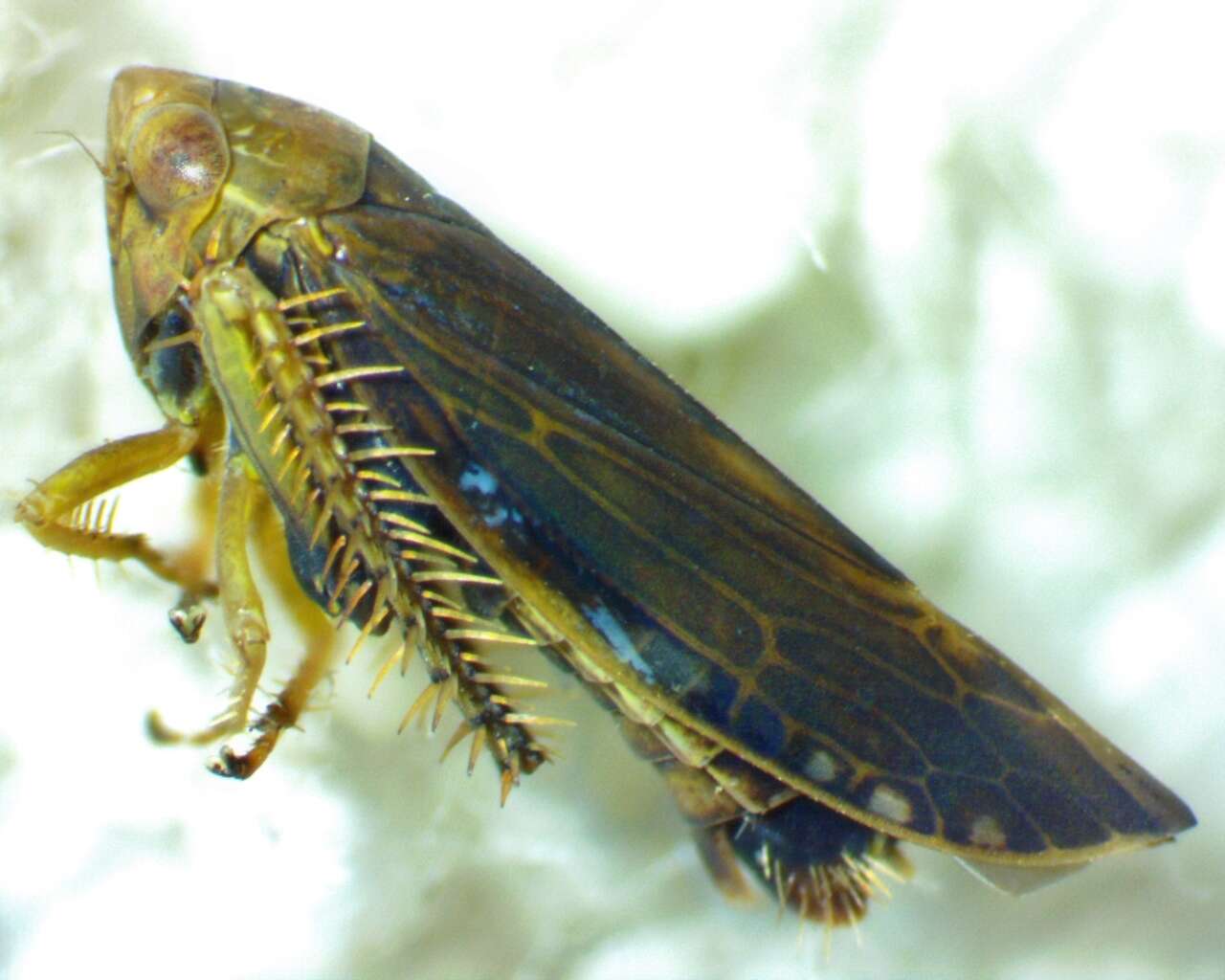 Image of Acinopterus
