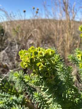 Sivun Euphorbia natalensis Bernh. ex C. Krauss kuva