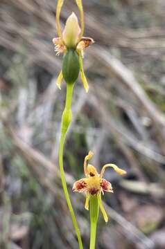 Image of Leporella fimbriata (Lindl.) A. S. George