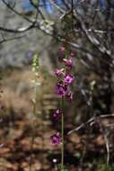 Delphinium hansenii subsp. ewanianum M. J. Warnock的圖片