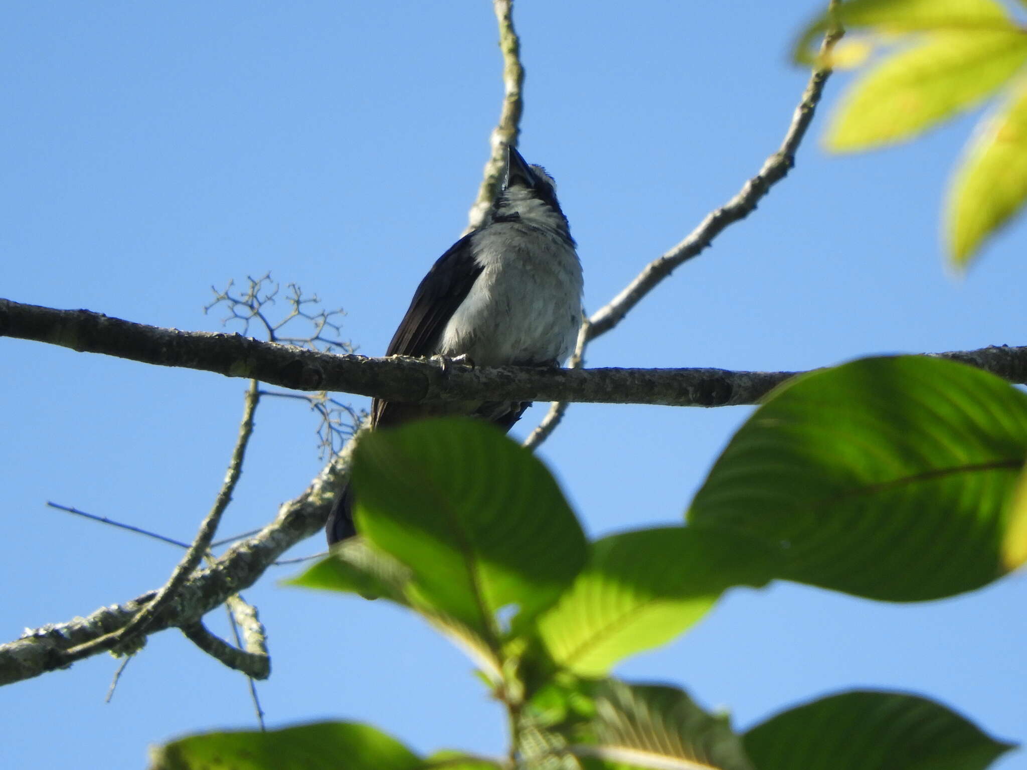 Image of Black-winged Saltator