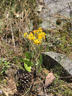 Image of woolly ragwort