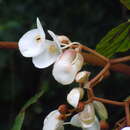 Image of Begonia crateris Exell