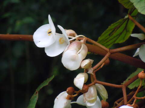 Image of Begonia crateris Exell