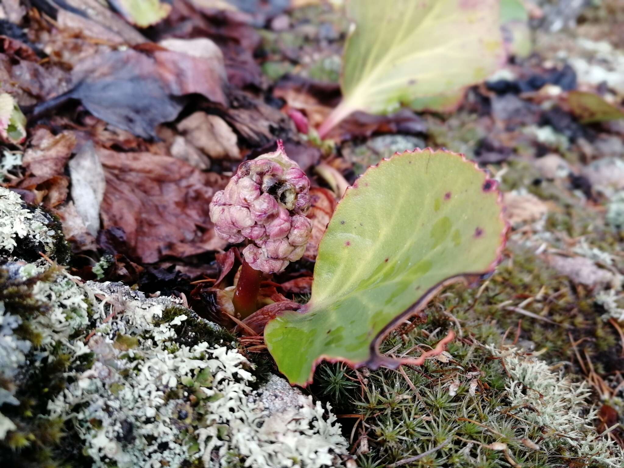 Image of Siberian-tea