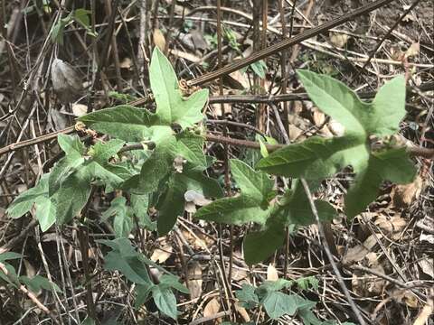 Слика од Passiflora exsudans Zucc.