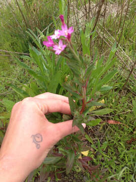 Image of fringed willowherb