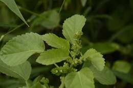 Image de Acalypha malabarica Müll. Arg.