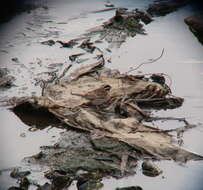 Image of Yellow-browed Bunting