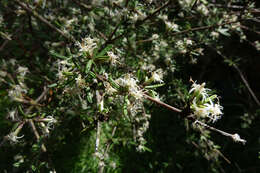 Image of Olearia bullata H. D. Wilson & P. J. Garnock-Jones