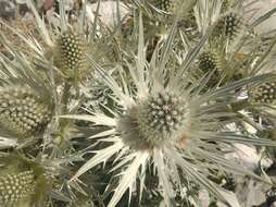 Eryngium spinalba Vill. resmi