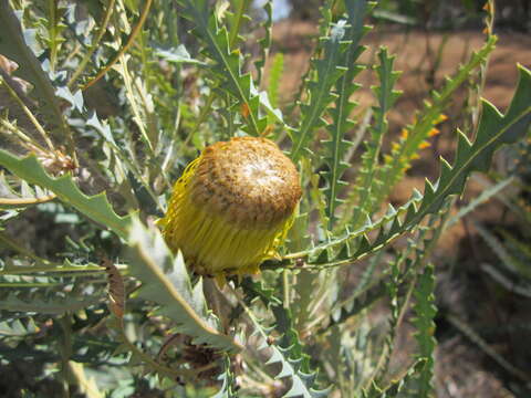 Image of Banksia stuposa (Lindl.) A. R. Mast & K. R. Thiele