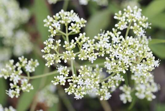 Image of Patrinia villosa (Thunb.) Juss.