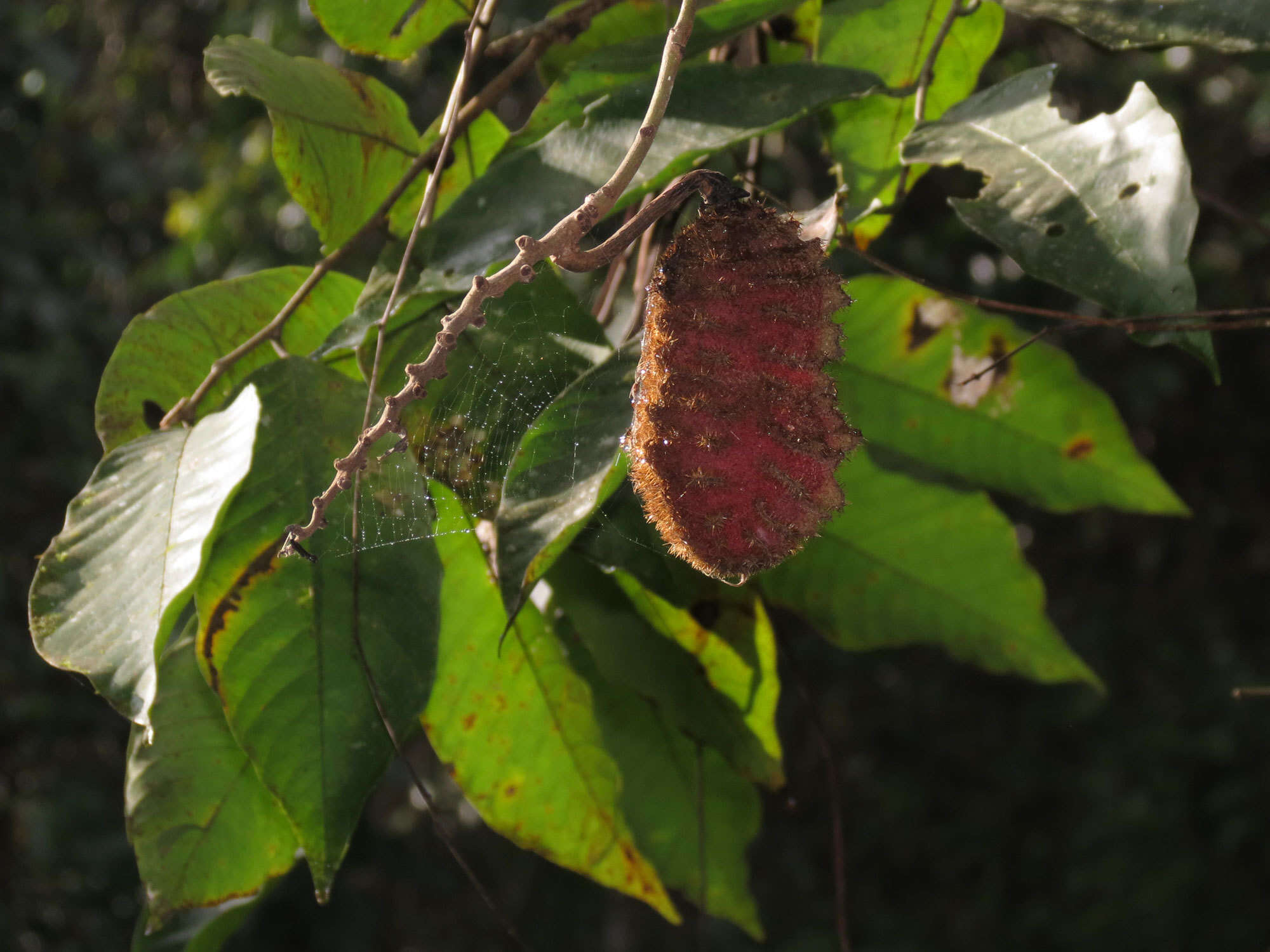 Mucuna mutisiana (Kunth) DC.的圖片