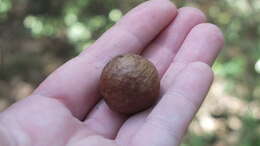 Image of Macadamia F. Muell.