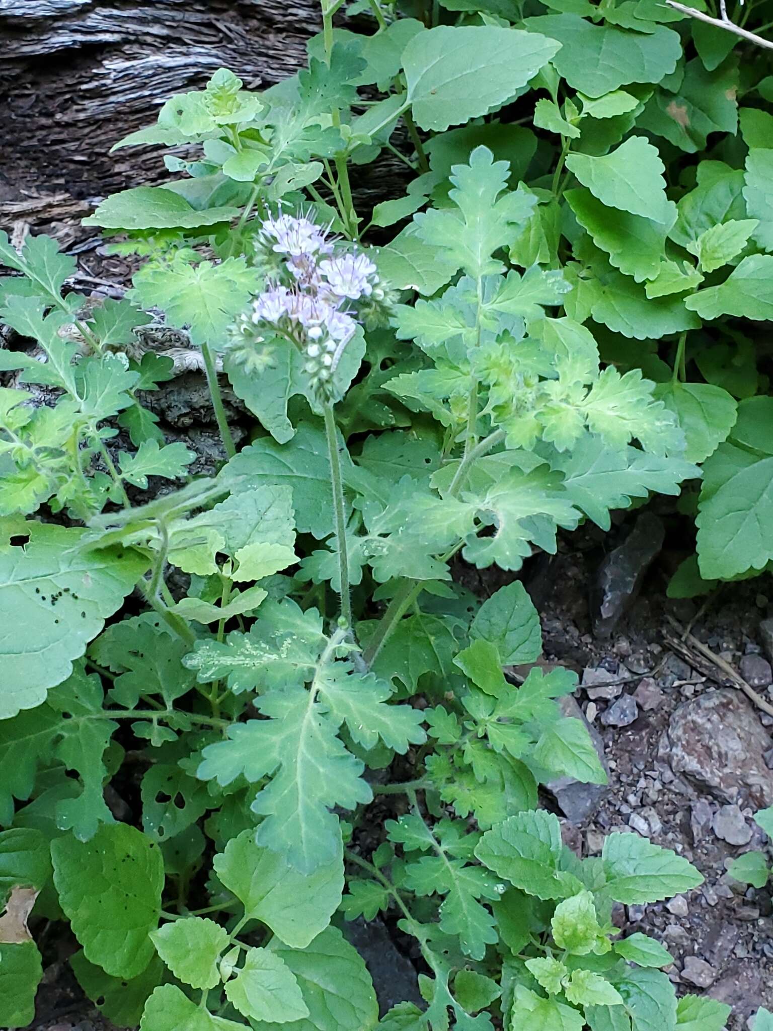 Phacelia rupestris Greene的圖片