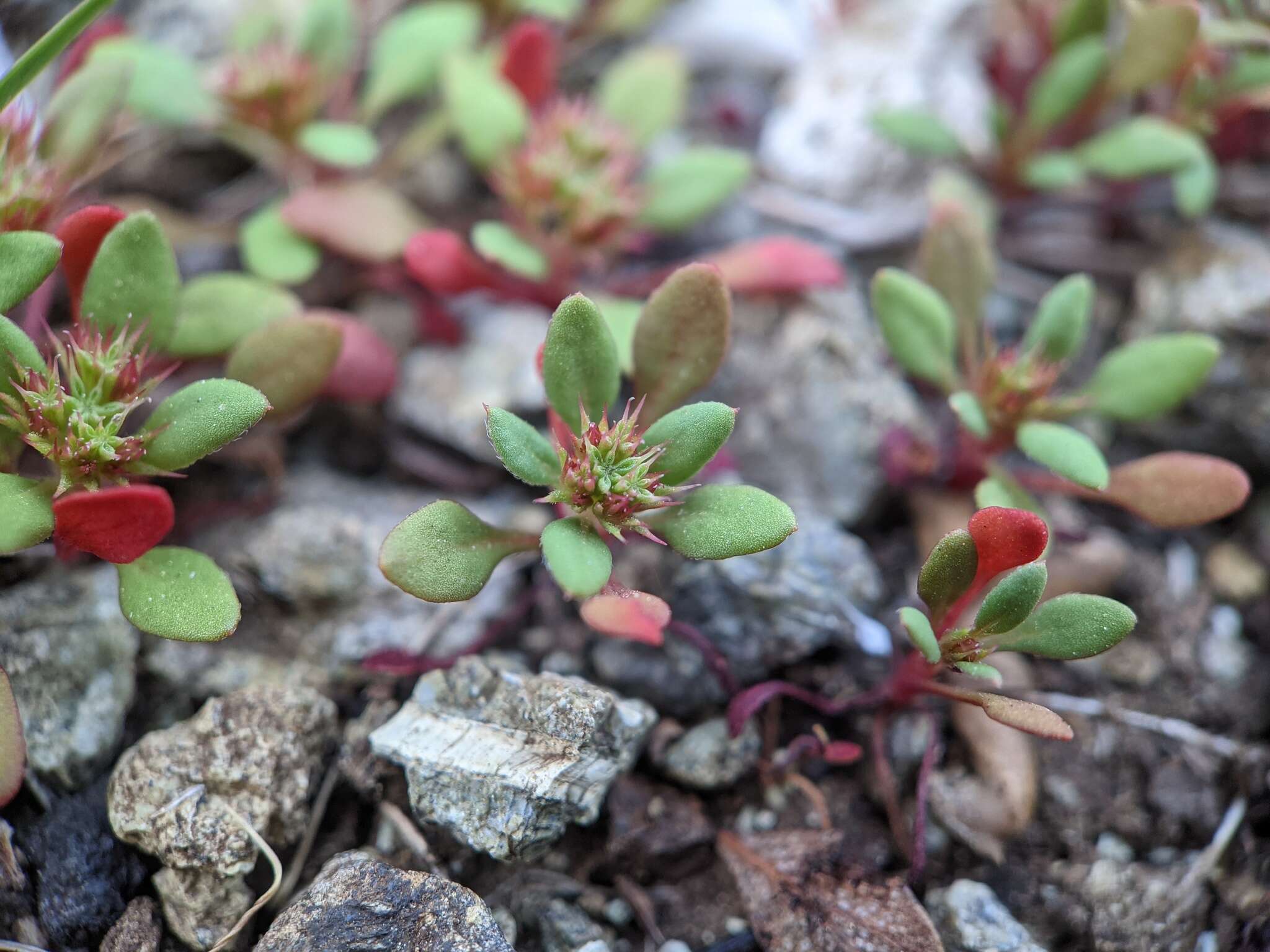 Chorizanthe aphanantha resmi