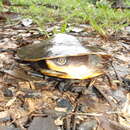 Image of Common Toadheaded Turtle