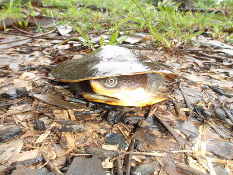 Image of Common Toadheaded Turtle