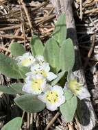 Image of Dwarf Monkey-Fiddle