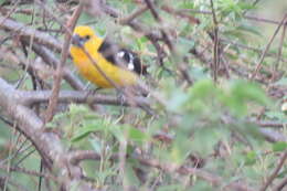 Image of Mexican Yellow Grosbeak