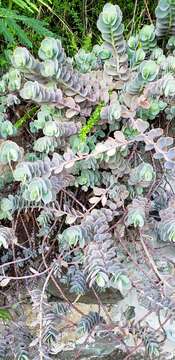 Image of Kalanchoe marnieriana Jacobsen