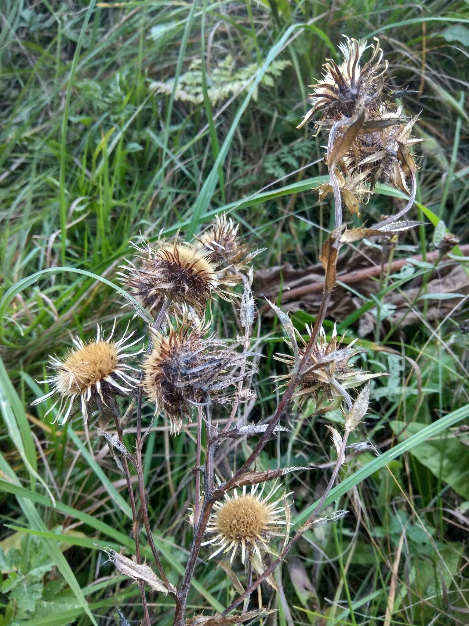 Image of Carlina biebersteinii Bernh. ex Hornem.