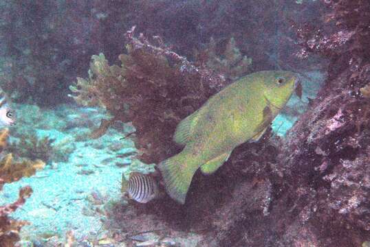 Achoerodus gouldii (Richardson 1843) resmi