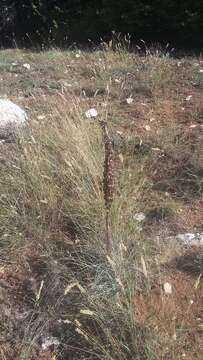 Image of Asphodeline taurica (Pall. ex M. Bieb.) Endl.