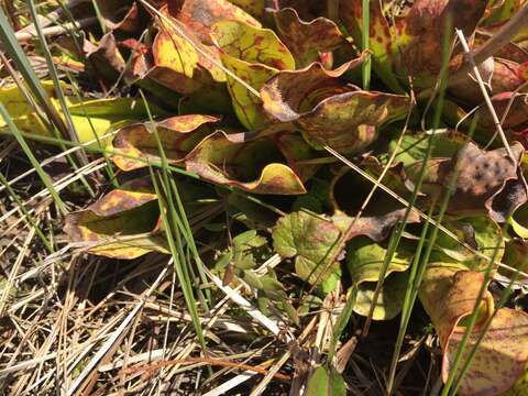 Image of southern purple pitcherplant