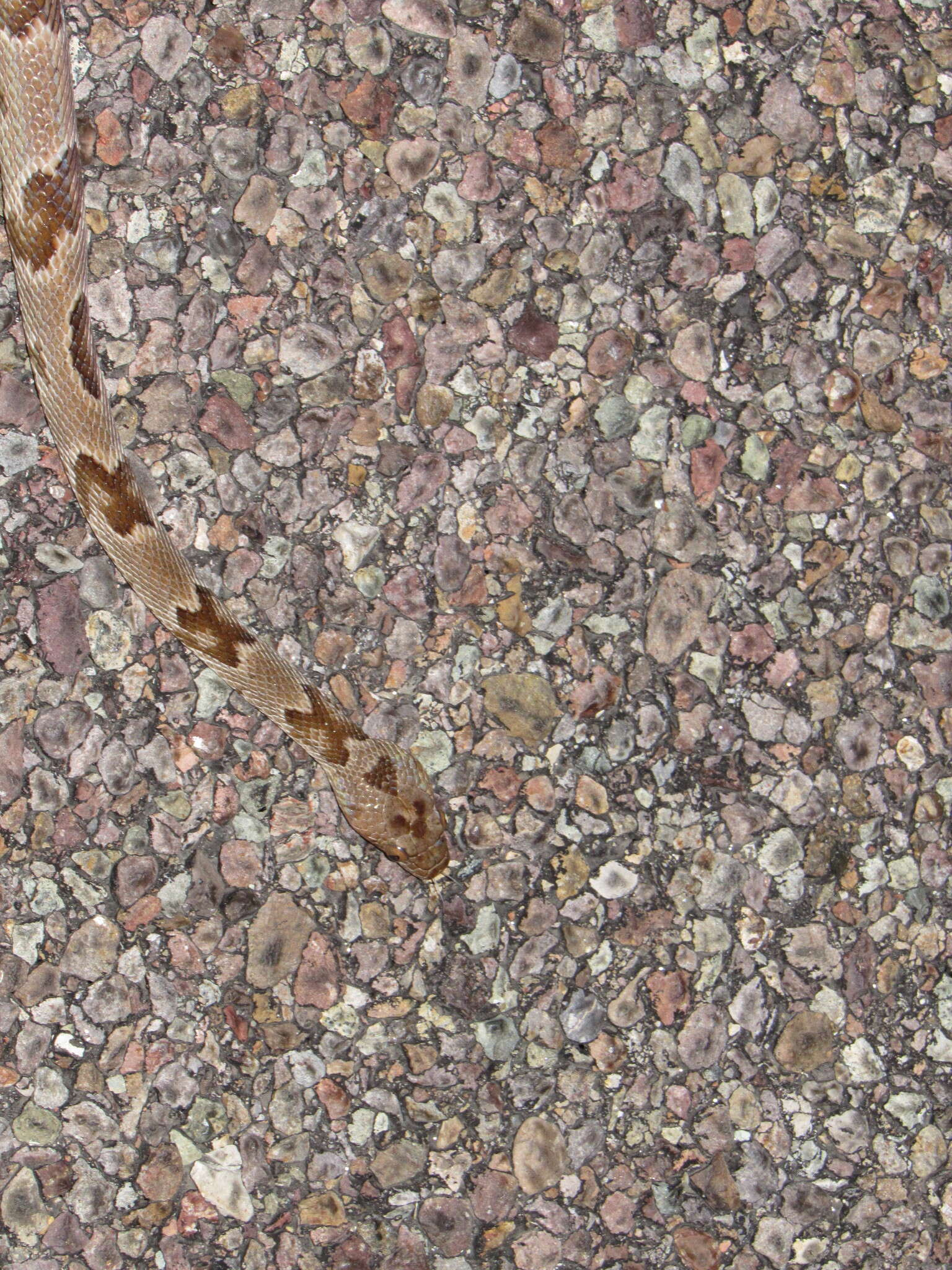 Image of Chihuahuan Desert Lyresnake