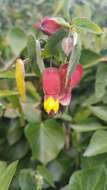 Image of trailing abutilon