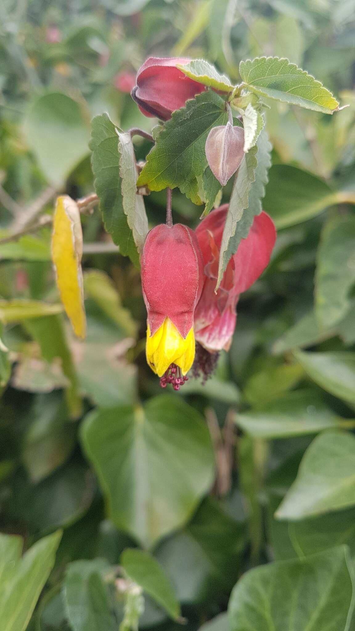 Image of trailing abutilon